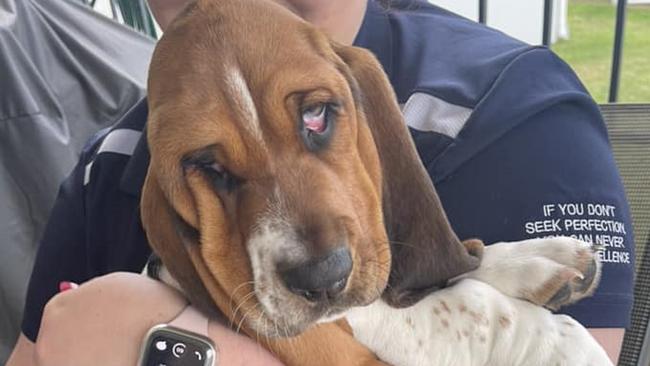 Winner of the 2024 search for Gympie's Cutest Puppy is Mabel.