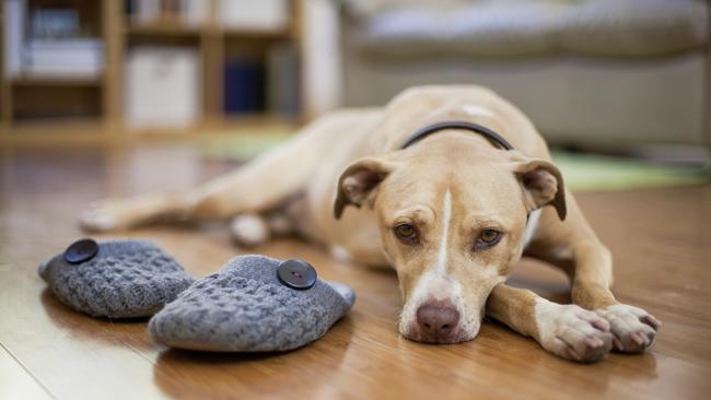 A South Australian man has filmed himself engaging in sex acts with a friend’s dog. Picture: iStock