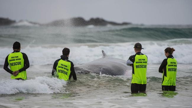 Volunteers assist the stranded humpback at Sawtell Beach.