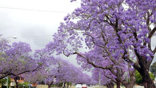 ‘If you want to see what a Trump supporting town in Australia might look like, look no further than Grafton’