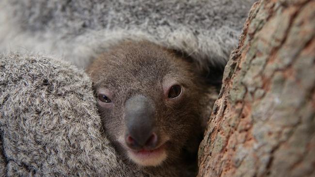 New baby koala Moose pokes out his head from underneath mum Maggie at Calmsley Hill City Farm. Picture: Carmela Roche