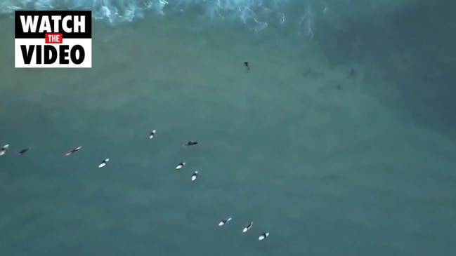 Several sharks spotted near surfers in Bondi