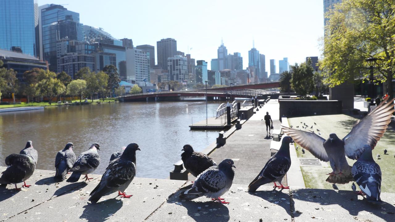 Feeding birds in public could land you a hefty fine in two Australian states. Picture: NCA NewsWire/David Crosling