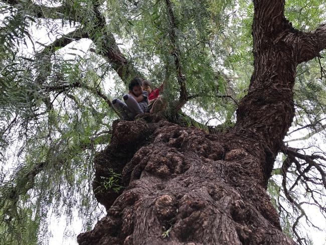 Ginger Gorman’s kids up the magnificent pepper tree with its perfect foot holes.