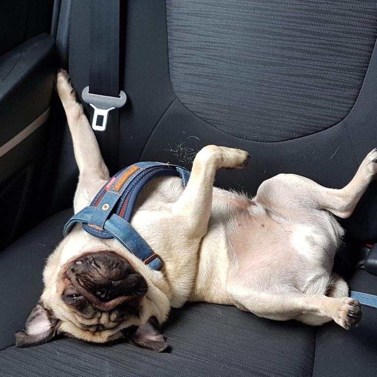 Odie having a tantrum because he had to sit in the back of the car. Picture: Pauline Ettridge