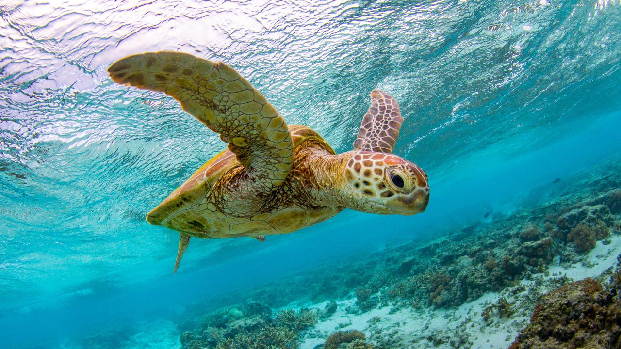 Snorkellers can swim with some of the friendliest turtles in Australia. Picture: Supplied