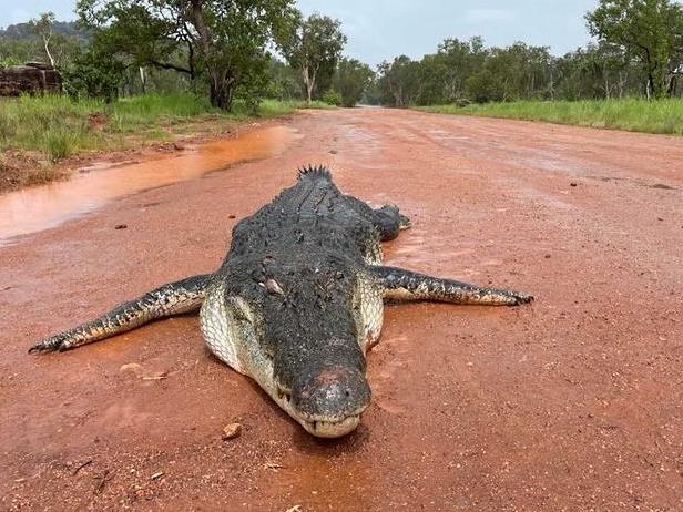 A 4.5m crocodile was shot by traditional owners in Gunbalanya. Picture: Dan McLaren