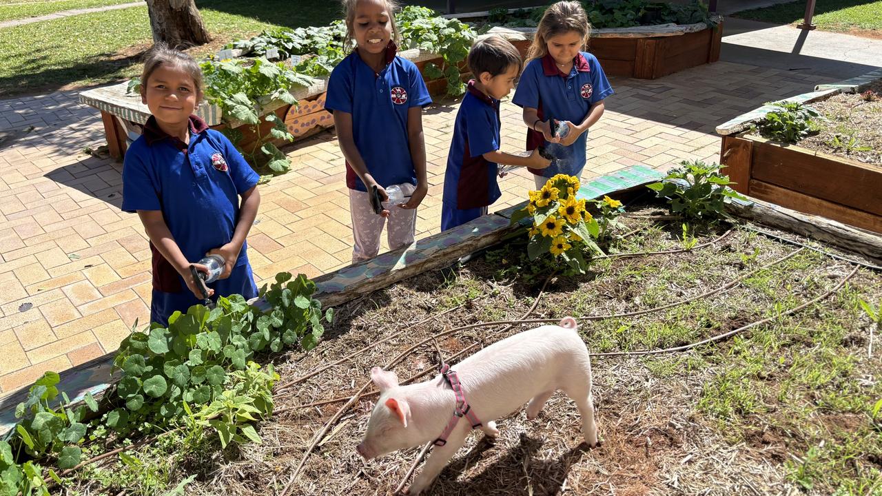 Penelope the Pig with students in the school garden at Sadadeen Primary School, Alice Springs.