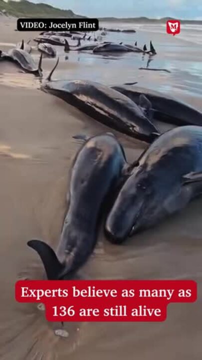 Mass whale stranding on Tasmania's west coast