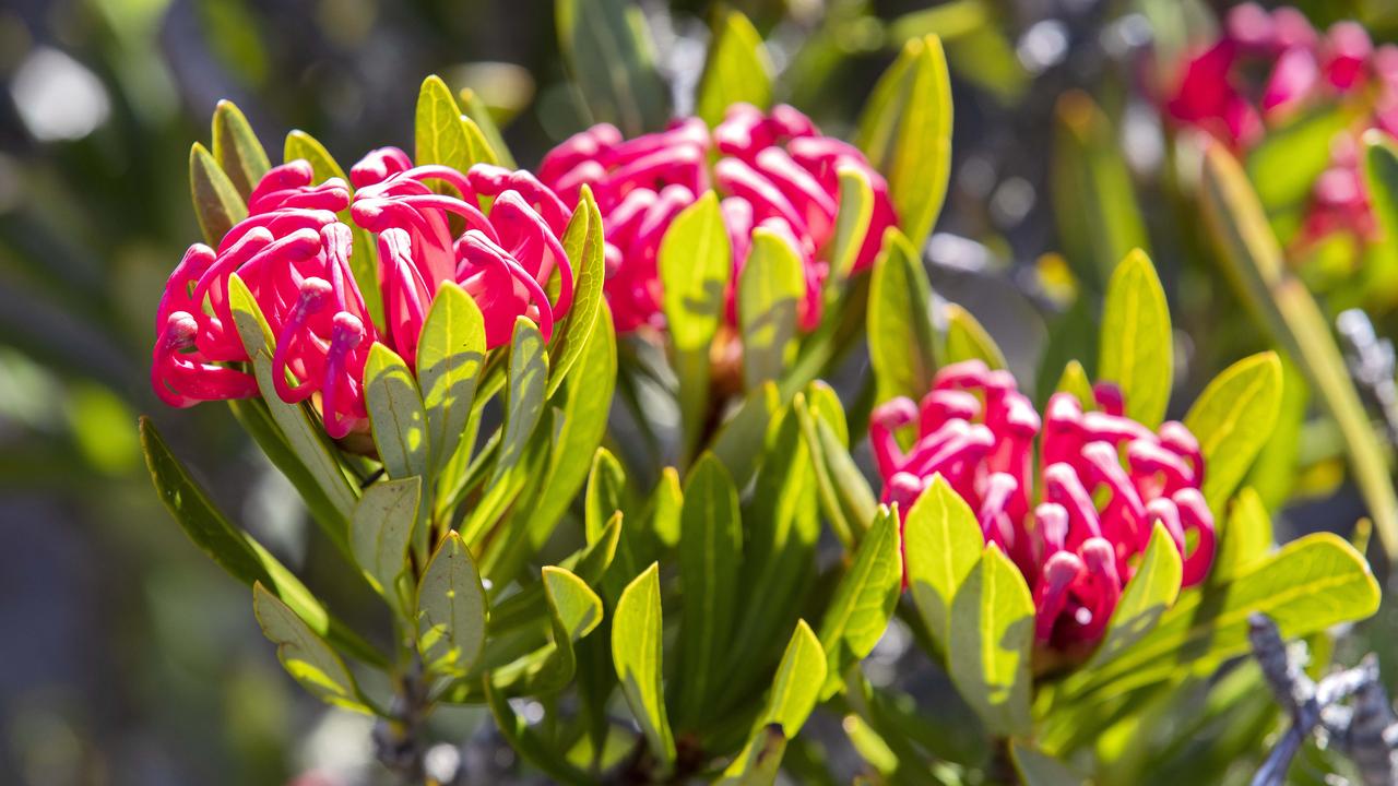 kunanyi/ Mount Wellington, Tasmanian waratah. Picture: Chris Kidd