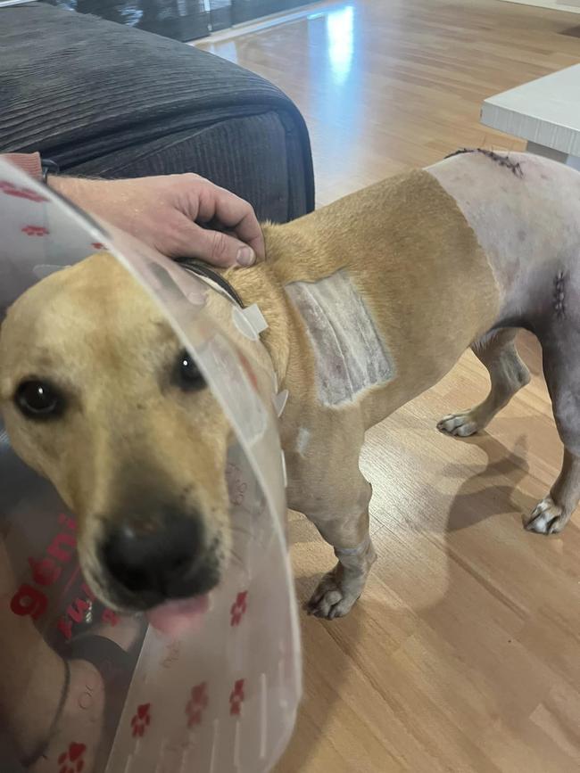 Her staffy Lily was badly injured in the attack. Picture: Facebook