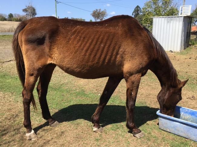 Prince the horse was in very poor condition with very cracked and overgrown hooves.