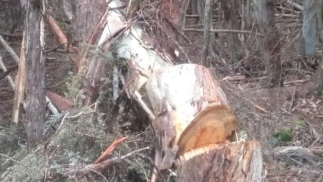 Damage caused by illegal firewood harvesting in the Wentworth Creek Forest Reserve in the state's central highlands. Locals say several hundred trees have been removed.