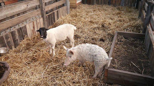 This picture posted on Facebook by The Grounds at Alexandria shows Kevin Bacon and Bradley the sheep, who were stolen and taken to Victoria.