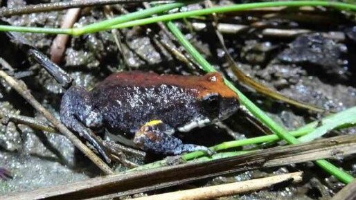 Magnificent brood frog. Photo: Aecom/Neoen Australia