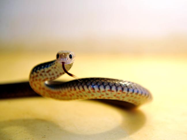 HEATING UP: Snakes like this Eastern Brown are on the move now that temperatures are rising.Photo: Max Fleet / NewsMail