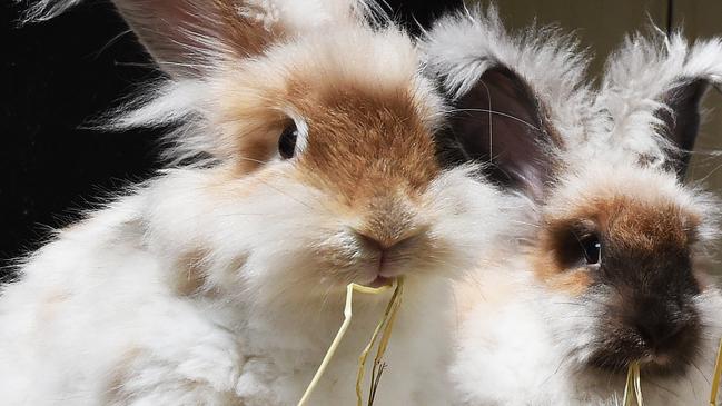 Pet rabbits should be vaccinated every six months.