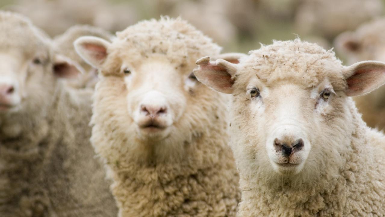 New research: Link found between pregnant ewes and frequent shearing ...