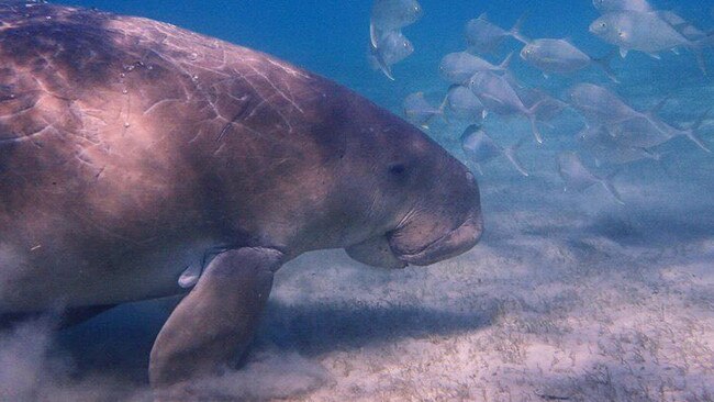 Elwyn James Mann has pleaded not guilty to unlawfully killing two dugongs at Clairview in 2018.