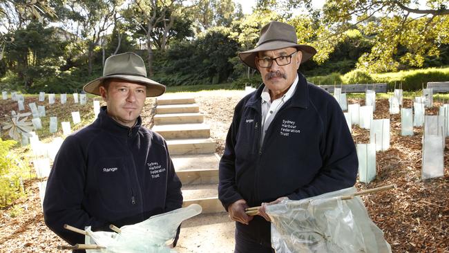 Harbour Trust ranger Luca Petroncini and head ranger Frank Thompson show examples of the damage that was done to more than 500 new plants in the Georges Heights area. Picture: David Swift