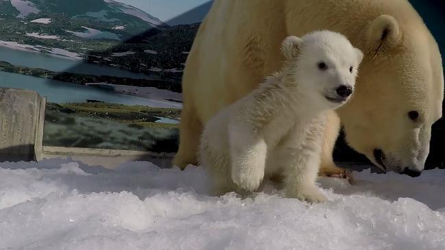 Sea World polar bear cub emerges from den