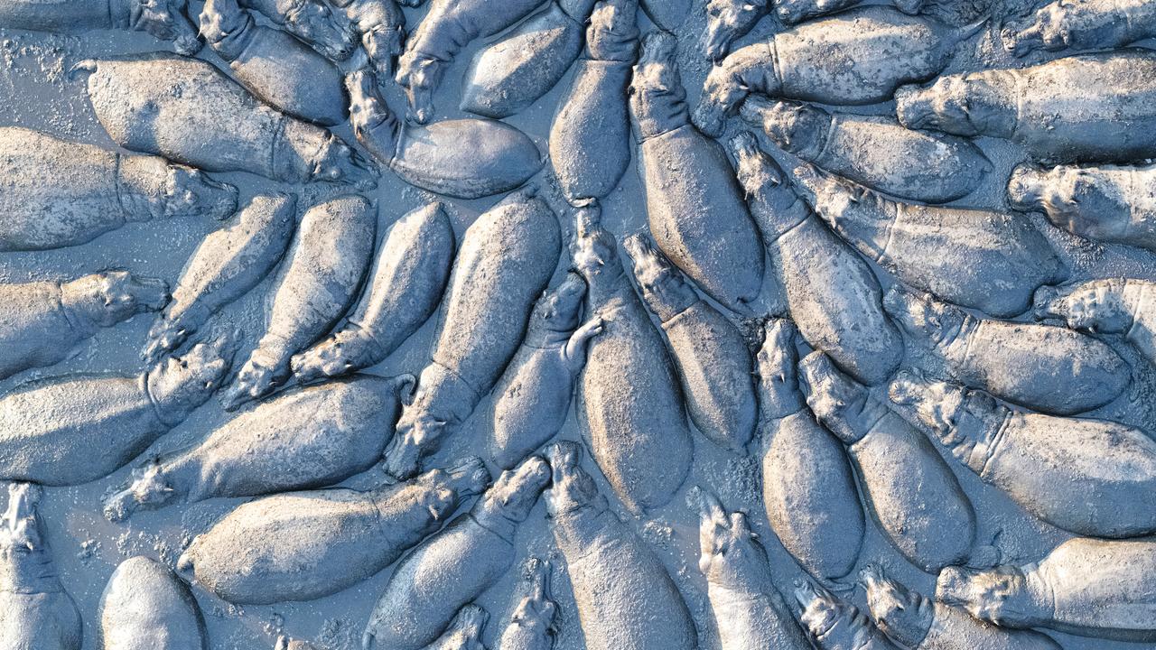 Hippopotamus herd stuck in the mud in the Okavango Delta, Botswana. Picture: Talib Almarri