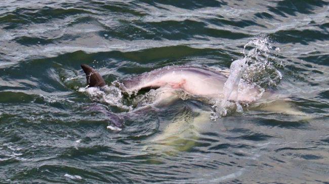 Labrador local Barney Enders snapped these photos from his balcony of dolphins mating in the Gold Coast Broadwater.