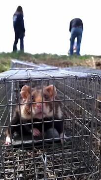 Hamsters released into wild in Ukraine