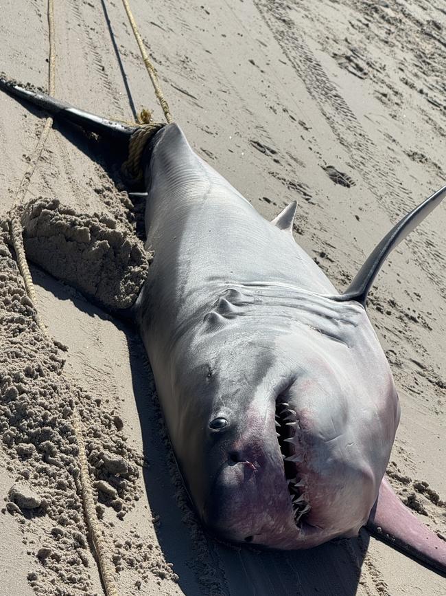 A male great white shark washed up on Henley Beach. Picture Casey Treloar/7NEWS