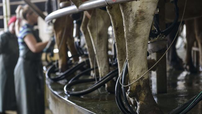 It’s almost a decade since dairy farmers last voted on how much they pay in levies. Picture: Dannika Bonser