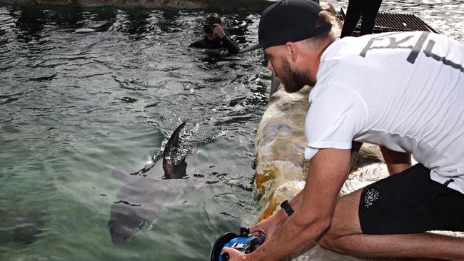 Crowds gathered to watch the shark at iconic Fairy Bower pool. Picture: Adam Yip