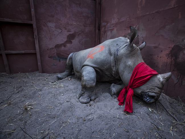 A young white rhino waits in an enclosure, blindfolded and partially drugged after a long journey from South Africa, before being released into the wild in Botswana as part of efforts to rebuild Botswana’s lost rhino populations. Picture: Neil Aldridge/World Press Photo