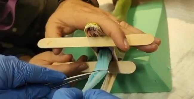 Vets make shocking discovery inside pet snake