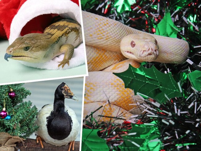 Meet the 12 strays of Christmas from the RSPCA.