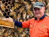 WATCH: Sneak peek inside a thriving Townsville bee hive