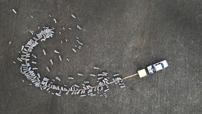 Mr Gorringe feeds his livestock. Picture: Alex Coppel