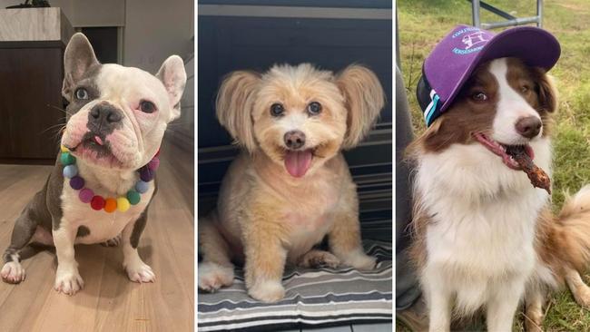 The cutest dogs from across NSW, now vying for the state crown (L-R): Bonnie from the Eastern Suburbs, Gavi from Hornsby, and Koda from the Hunter Region.