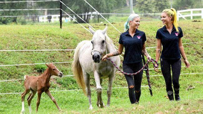 The twins with Lola and foal Princess in 2017. Picture: John Gass