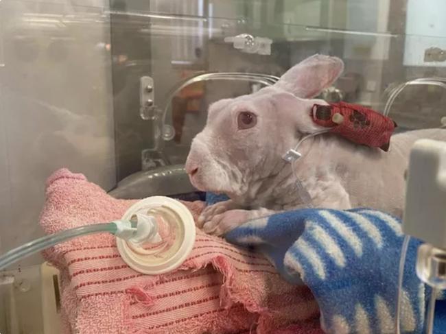 Mr Bigglesworth's was rushed to the hospital in Melbourne