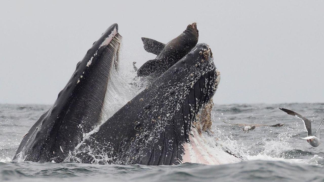 The sea lion got caught out as it competed with the whale for food. Picture: Magnus News Agency/ Chase Dekker