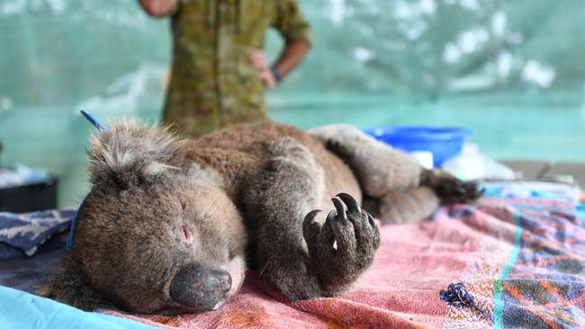 Vets and volunteers treat Koalas at Kangaroo Island Wildlife Park. Picture: AAP.