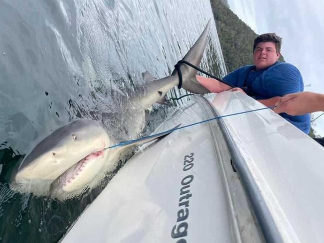 Giant shark hauled from Sydney Harbour