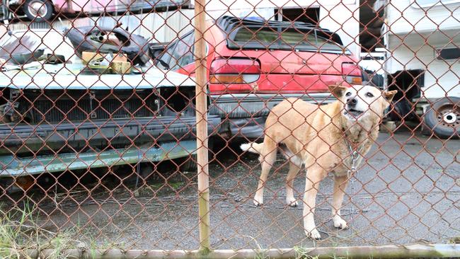 A dog who is constantly chained up to a car body in an old wrecking yards. the Greens’ Bill would see emotional distress in animals classed in a similar way to that in humans.