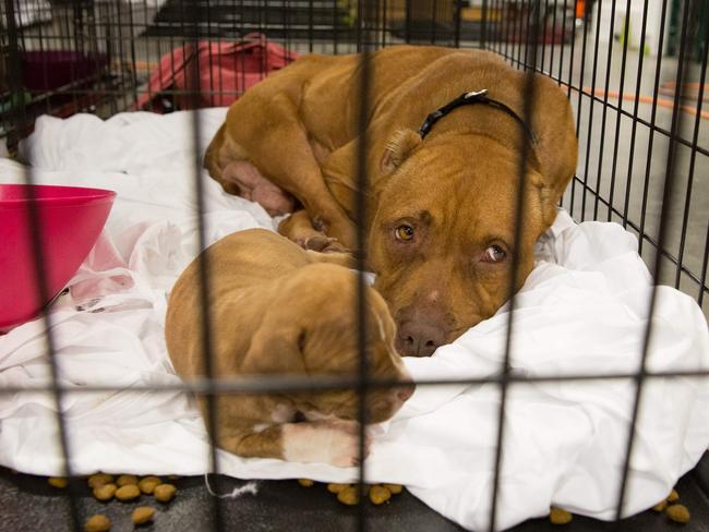 Pets belonging to evacuees sit in a crate at the Delco Center in east Austin, Sunday, August 27, 2017. The Red Cross says, if needed, they are prepared to handle 350 people in the Delco Center. As of Sunday afternoon, a total of 24 dogs, 20 cats, and 5 birds have been registered and volunteers from the Austin Animal Center say they can handle approximately 20 more animals depending on size. Picture: AFP