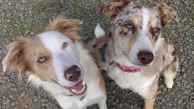 Tassie's Pawfect Pairs | Elise Louise: Hiena & Latte ~ full sisters