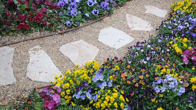 Pansies, primulas, polythanus and poppies. ​