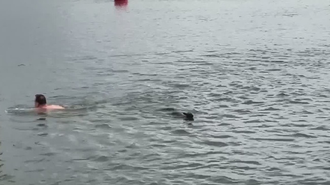 The wallaby swims towards the shore. Picture: Central Coast Ferries.