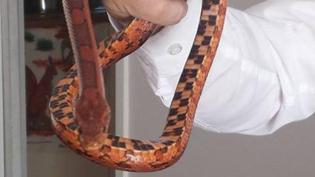 Illegal corn snake found in Bidwill house