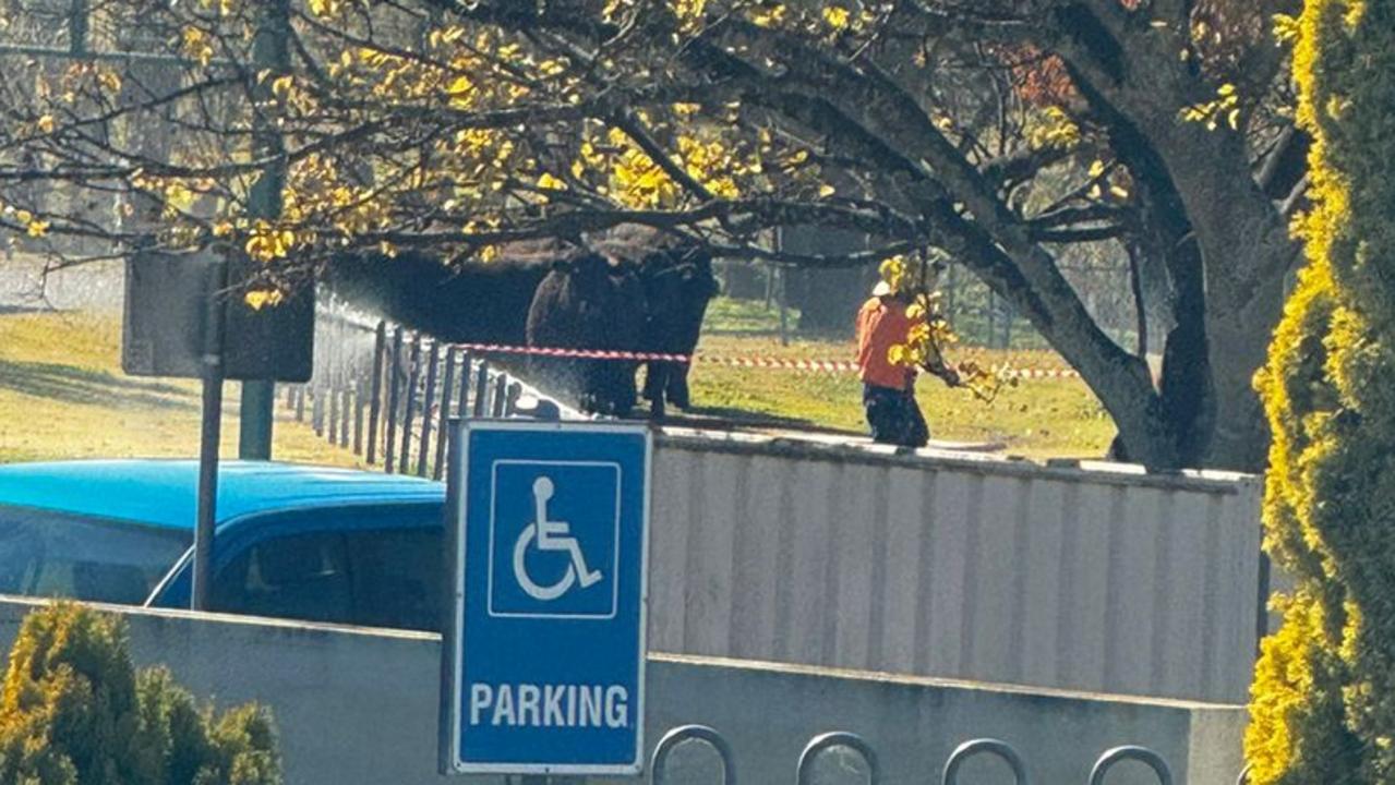 A cattle truck has rolled and caught fire on Albion Street in Warwick, leaving livestock needing to be herded. Photos courtesy of Ali Yusuf.