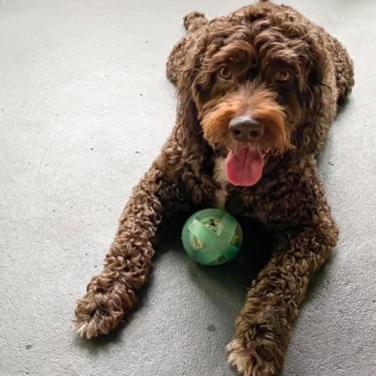 Raymond our beautiful Labradoodle. Submitted by Chloe Klein.